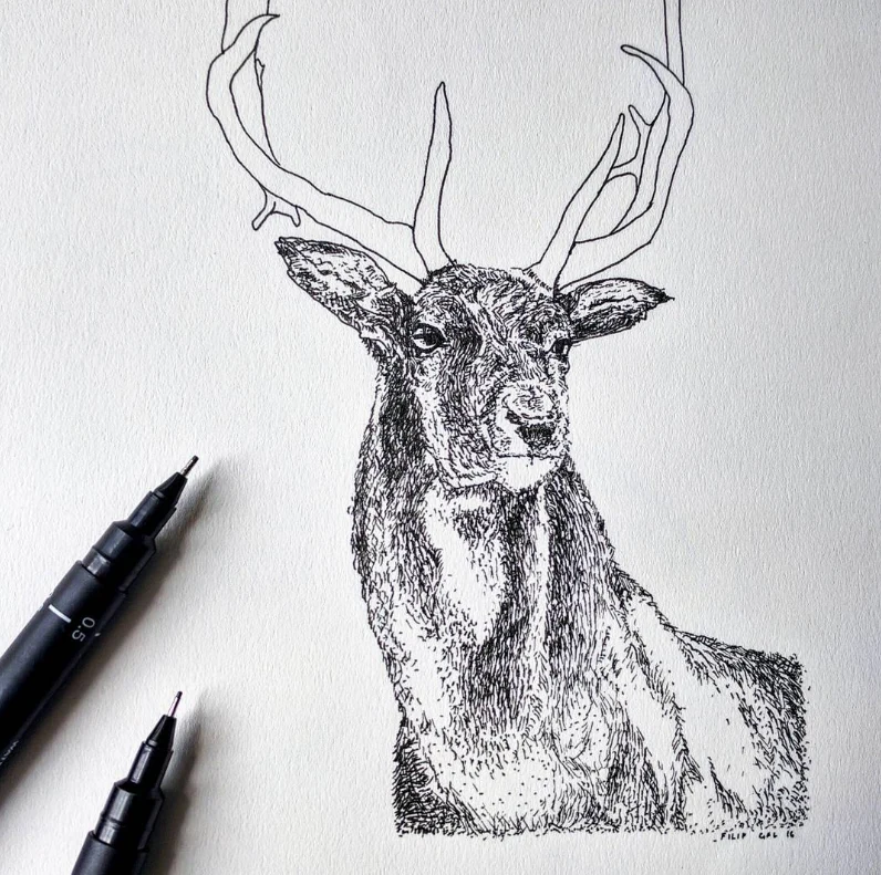 Fine art pen and ink illustration — stag deer in crosshatch line technique