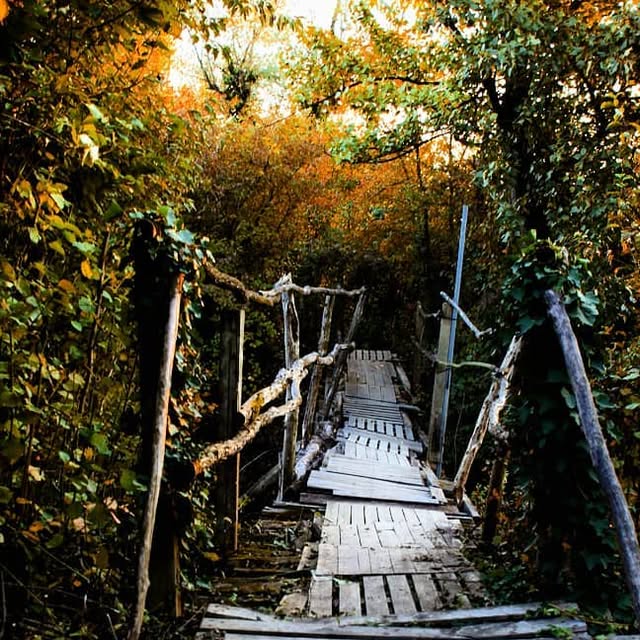 Autumn forest bridge