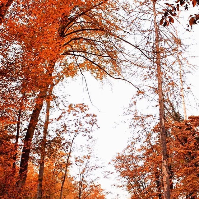 Autumn red canopy — Tuškanac